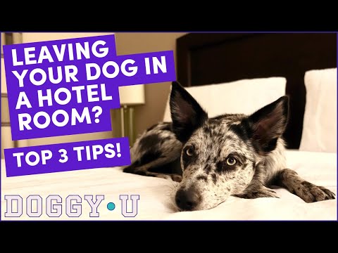 Leaving Your Dog in a Hotel Room SAFELY: Top 3 Tips!
