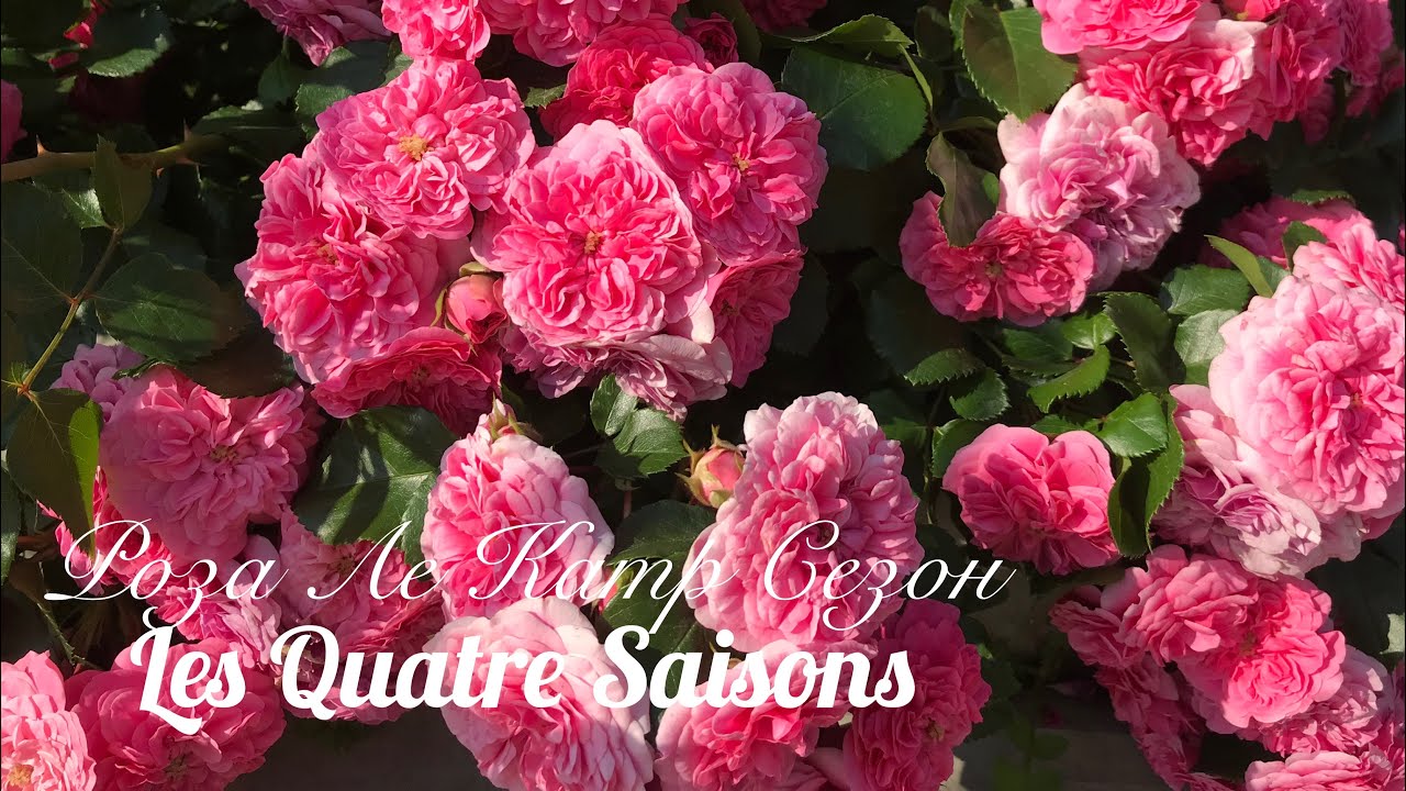 Роза Ле Кятр СезонЦена: 500 рубСвободно 10шт. Фотография из альбома Розы в ЗКС. 