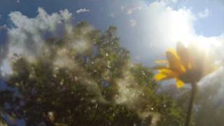 Paranoid Social Club - Flower Child Video