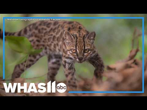 First New Cat Species in 100 Years Found in Bolivia