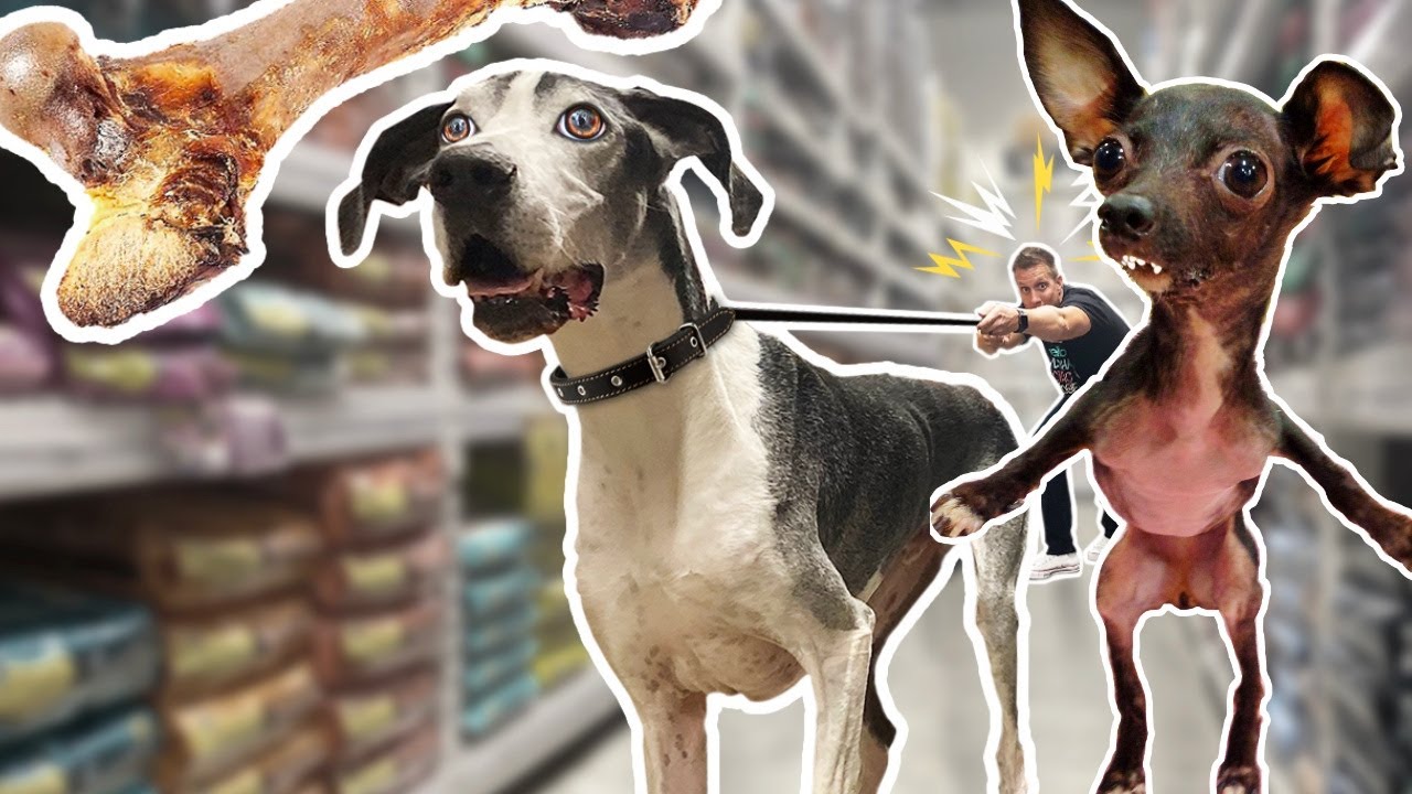 Homeless Dogs getting EVERYTHING they Touch at the Pet Store! 😍🐶 ( Adorable Compilation )