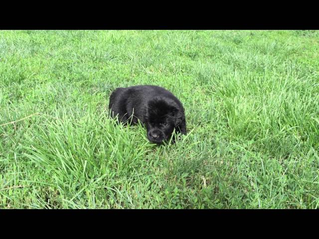 Newfoundland puppy for sale