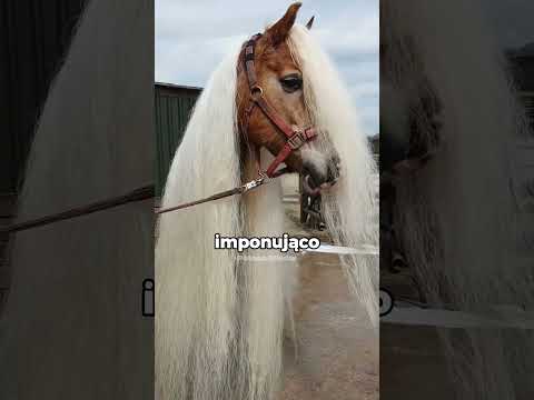 Dlaczego końska grzywa wymaga pielęgnacji? 🐴✂️