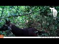 First Ever Footage Of Okapi Calf In The Wild