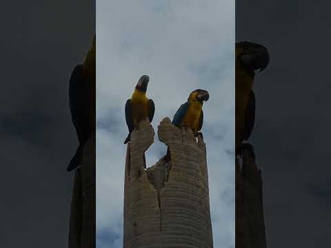 MUITAS ARARAS EM CALDAS NOVAS - GOIÁS