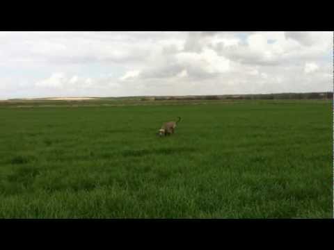 Aziz Argentum de Carpecan, prueba de cobro por rastro de pelo del CDDE donde obtuvo Maxima Categoria