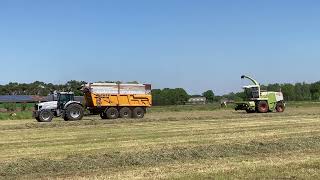 Cuyvers Melkvee | Gras hakselen | CLAAS Jaguar 860