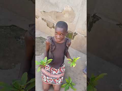 How to propagate forbia plants