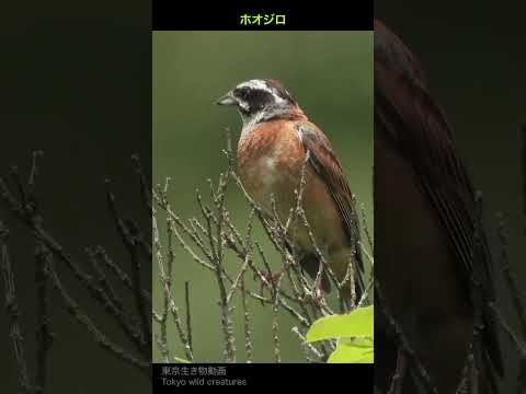 Emberiza aureola、雄の標本