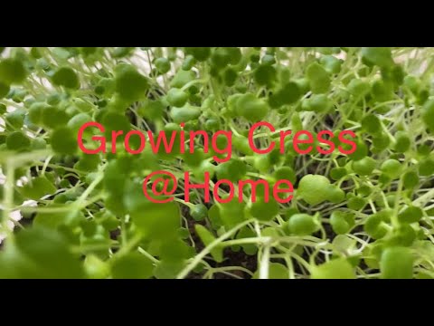 Grow Your Own Cress On Windowsill