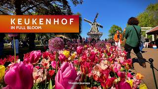 Keukenhof in Full Bloom 🇳🇱🌷 The World’s Most Beautiful Garden #tulipfestival #amsterdam #tulip #festival gameplay video by alucas, 129:45 duration