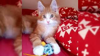 Maine coon. Avantages et inconvénients, Prix, Comment choisir, Faits, Soins, Histoire