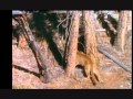 COUGAR VS BLACK BEAR OVER CUBS