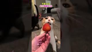 可愛い猫ちゃんの爆笑動画まとめ　#fyp  #爆笑 #面白い #動物  #猫動画 #猫 #癒し #猫のいる暮らし