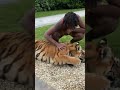 Amba Therealmowgli Animals Shorts Wildlife Tiger Fyp Trending Love Animal Animallover