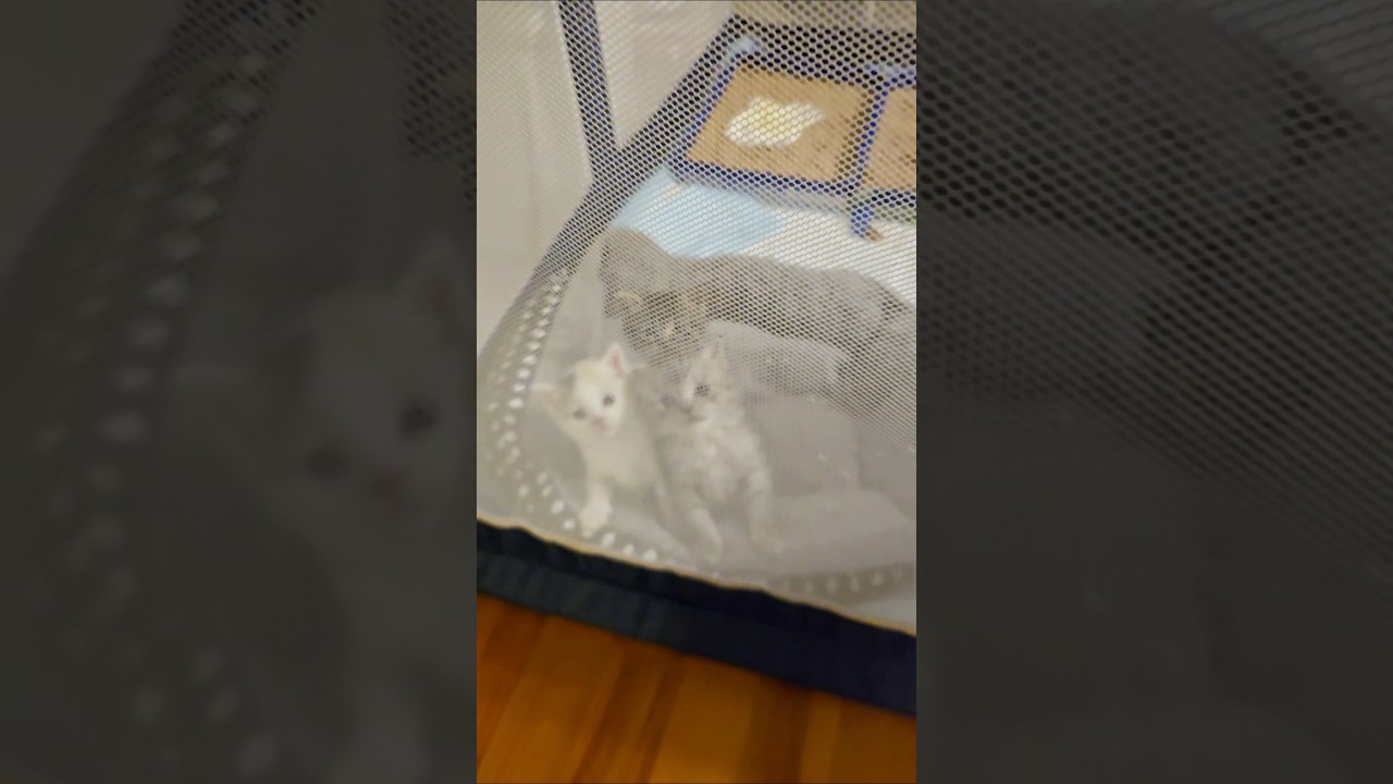 Spud, an adoptable mixed breed in Lacey, WA video 3/3