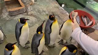 Feeding penguins at the Saint Louis Zoo gameplay video by saegertam, 0:41 duration