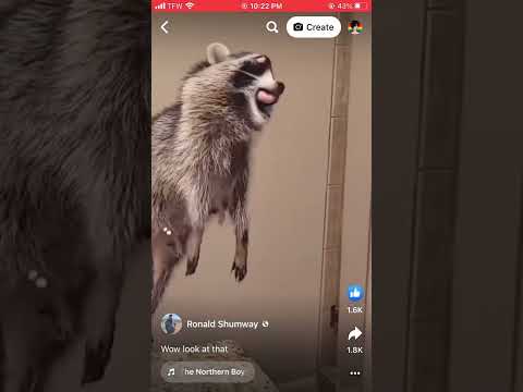 #Taxidermy is fun. #raccoons #warzone #merrychristmas #wtf