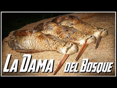 Caza de Becadas ¡BRUTAL FINAL!