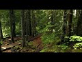 4k Forest Stock Video - Forest Picture 4k + Download Link