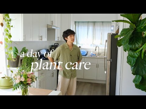 Relaxing day of Houseplant Maintenance | care tips, watering, updates