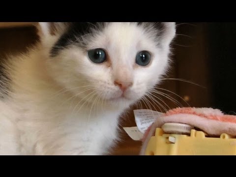 Pancake is a natural born killer