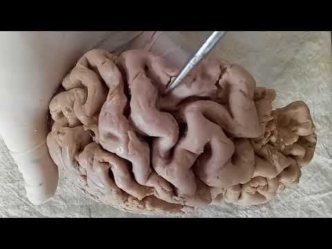 NEUROANATOMY - CEREBRAL CORTEX PART-1 SULCI AND GYRI - BY DR MITESH DAVE