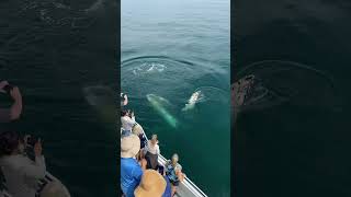 Whale waves to ENTIRE BOAT 🤯