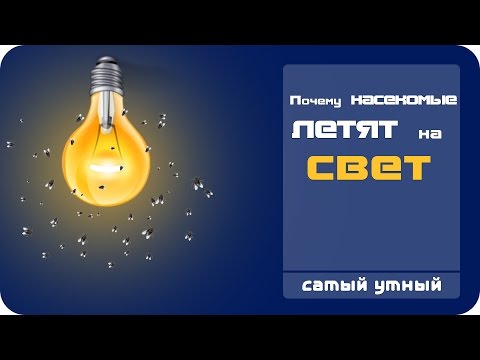 Почему насекомые летят на свет ?