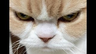 Смешные Коты и Собаки 2019 - Лучшие Приколы с Животными №118