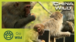 Wildlife in Chinese Cities | China Wild 2/5 | Go Wild