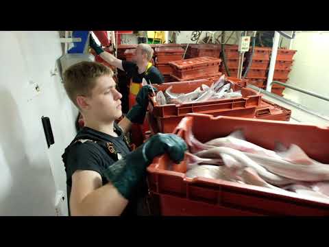 Port of Boulogne-sur-Mer - The fishing