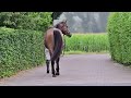 Cavalla KWPN Cavallo da Sport Neerlandese In vendita 2023 Baio , Sam R