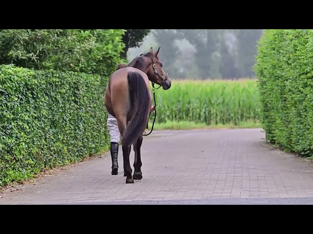 Cavalla KWPN Cavallo da Sport Neerlandese In vendita 2023 Baio ,  Sam R