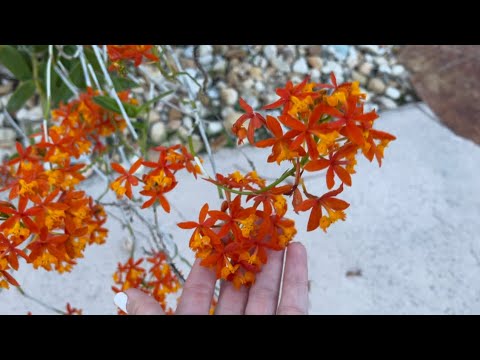 Orchid Garden Update, Quick Evening Walk, I Missed You! August 10, 2021