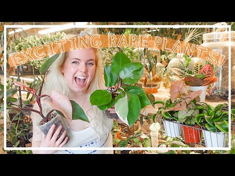 SO MANY RARE PLANTS! Houseplant Shop Tour & Haul!  Let's go Houseplant Shopping!