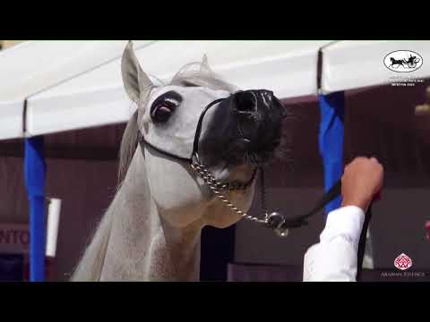 N 107 D FANNAN   Mediterranean and Arab Countries AHC   Menton 2022   Colts 3 Years Old Class 8