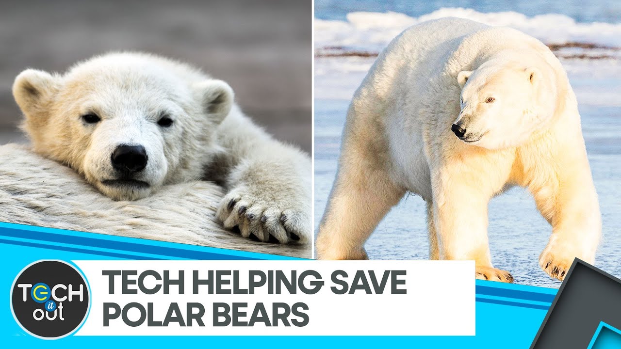 Meet the High-Tech Heroes Protecting Polar Bears | Tech It Out