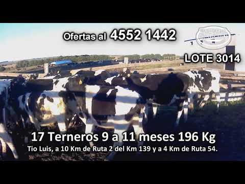 Lote 17 Terneros 17 HO 196 Kgkg -  en Tio Luis, a 10 Km de Ruta 2 del Km 139 y a 4 Km de Ruta 54.