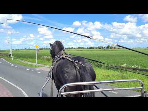 Stal Okkema's Auke (Michiel 442) for carriage