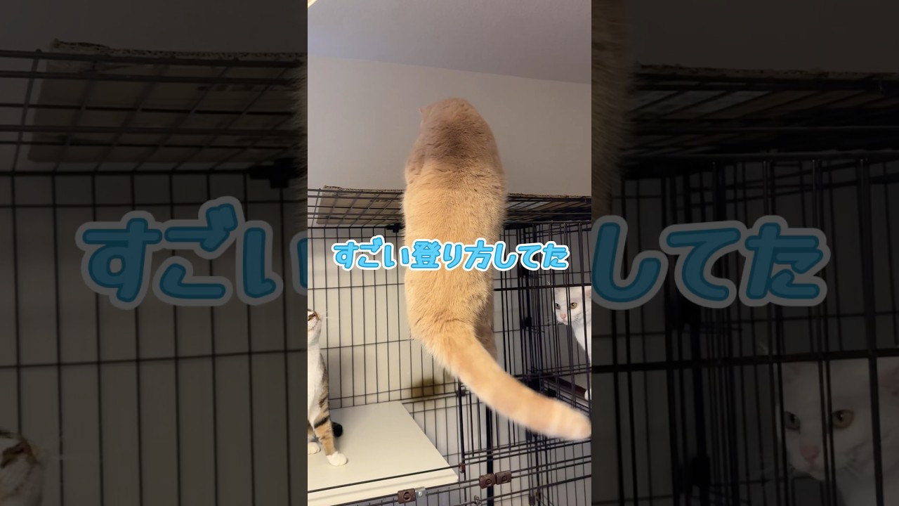 猫ってすごい #cat