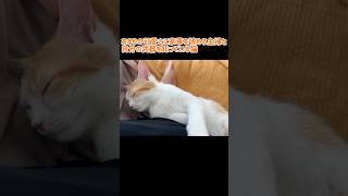 怠惰な主婦と #子ネコ#ねこのいる生活 #猫好きさんと繋がりたい