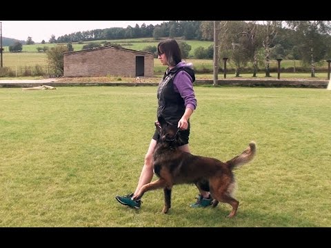 Giro z Kovárny - obedience & protection