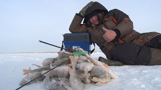 Почему окунь не клюет зимой