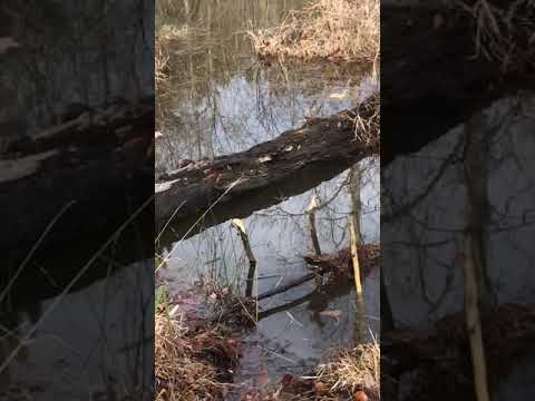 Beaver pond trapping 1
