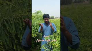 Download lagu Amla farming #viralvideo #fruit #grapecity #lemoncultivation #farming mp3