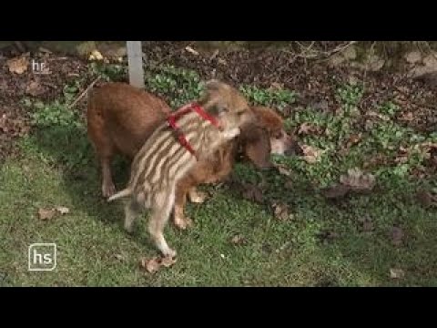 Dackeloma adoptiert Wildschwein | hessenschau