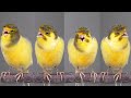 Canary Singing Canary Sound 2021 Canary Crowing