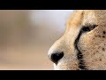 A Tense Cheetah Clan Standoff With An Injured Wildebeest 4K
