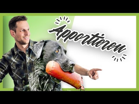 How to teach your dog perfect RETRIEVING (Dog Training Tutorial)